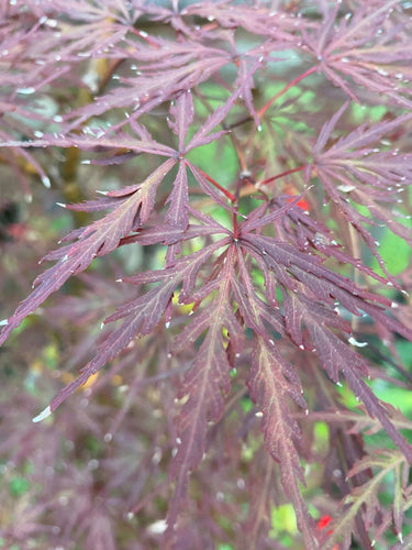 Acer palmatum 'Monticello Gardens' Red Dwarf Japanese Maple